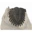 TRILOBITE Metacanthina Fossil Morocco 390 Million Years old #15249 6o