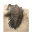 TRILOBITE Metacanthina Fossil Morocco 390 Million Years old #15254 16o
