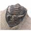 TRILOBITE Metacanthina Fossil Morocco 390 Million Years old #15255 9o
