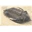 TRILOBITE Metacanthina Fossil Morocco 390 Million Years old #15259 17o