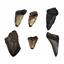 MEGALODON TEETH Lot of 6 Fossils w/6 info cards SHARK #15666 25o