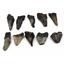 MEGALODON TEETH Lot of 10 Fossils w/10 info cards SHARK #15673 33o