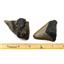 MEGALODON TEETH Lot of 10 Fossils w/10 info cards SHARK #15673 33o