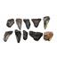 MEGALODON TEETH Lot of 10 Fossils w/10 info cards SHARK #15674 39o