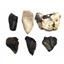 MEGALODON TEETH Lot of 6 Fossils w/6 info cards SHARK #15675 29o