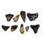 MEGALODON TEETH Lot of 9 Fossils w/9 info cards SHARK #15676 26o