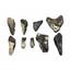 MEGALODON TEETH Lot of 9 Fossils w/9 info cards SHARK #15679 36o