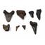 MEGALODON TEETH Lot of 8 Fossils w/8 info cards SHARK #15697 23o