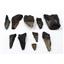 MEGALODON TEETH Lot of 10 Fossils w/10 info cards SHARK #15707 25o