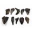 MEGALODON TEETH Lot of 10 Fossils w/10 info cards SHARK #15717 19o