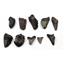 MEGALODON TEETH Lot of 10 Fossils w/10 info cards SHARK #15721 16o