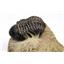 Reedops TRILOBITE Fossil Morocco 390 Million Years old #15727 25o