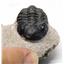 Phacops or Reedops TRILOBITE Fossil Morocco 390 Million Years old #15737 7o