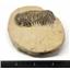 Crotalocephalus TRILOBITE Fossil Morocco 390 Million Years old #15740 18o