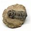 Crotalocephalus TRILOBITE Fossil Morocco 390 Million Years old #15744 18o