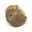 Crotalocephalus TRILOBITE Fossil Morocco 390 Million Years old #15744 18o