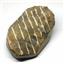 Hollardops TRILOBITE Fossil Morocco 390 Million Years old #15751 33o