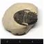 Hollardops TRILOBITE Fossil Morocco 390 Million Years old #15762 15o