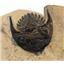 Metacanthina TRILOBITE Fossil Morocco 390 Million Years old #15780 14o