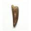 Elasmosaur Dinosaur Tooth 1.448 inches MDB w/COA 80 MYO #16054 13o
