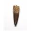 Elasmosaur Dinosaur Tooth 1.516 inches MDB w/COA 80 MYO #16070 13o