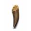Elasmosaur Dinosaur Tooth 1.588 inches MDB w/COA 80 MYO #16075 13o