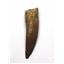 Elasmosaur Dinosaur Tooth 1.652 inches MDB w/COA 80 MYO #16076 13o