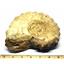 Ammonite Acanthoceras Split Polished Fossil Texas 96 MYO w/label  #16206 61o