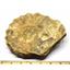 Ammonite Acanthoceras Split Polished Fossil Texas 96 MYO w/label  #16207 60o