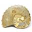 Ammonite Acanthoceras Split Polished Fossil Texas 96 MYO w/label  #16210 37o