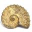Ammonite Acanthoceras Split Polished Fossil Texas 96 MYO w/label  #16210 37o