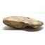 Ammonite Acanthoceras Split Polished Fossil Texas 96 MYO w/label  #16212 26o