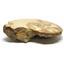 Ammonite Acanthoceras Split Polished Fossil Texas 96 MYO w/label  #16213 31o