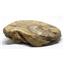 Ammonite Acanthoceras Split Polished Fossil Texas 96 MYO w/label  #16214 14o