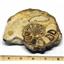 Ammonite Acanthoceras Split Polished Fossil Texas 96 MYO w/label  #16215 23o