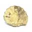 Ammonite Acanthoceras Split Polished Fossil Texas 96 MYO w/label  #16217 22o