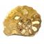 Ammonite Acanthoceras Split Polished Fossil Texas 96 MYO w/label  #16218 16o