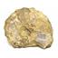 Ammonite Acanthoceras Split Polished Fossil Texas 96 MYO w/label  #16218 16o