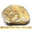 Ammonite Acanthoceras Split Polished Fossil Texas 96 MYO w/label  #16219 46o