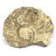 Ammonite Acanthoceras Split Polished Fossil Texas 96 MYO w/label  #16220 36o