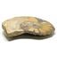Ammonite Acanthoceras Split Polished Fossil Texas 96 MYO w/label  #16220 36o