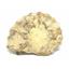 Ammonite Acanthoceras Split Polished Fossil Texas 96 MYO w/label  #16221 26o