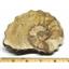 Ammonite Acanthoceras Split Polished Fossil Texas 96 MYO w/label  #16221 26o