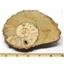 Ammonite Acanthoceras Split Polished Fossil Texas 96 MYO w/label  #16234 43o