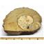Ammonite Acanthoceras Split Polished Fossil Texas 96 MYO w/label  #16234 43o