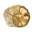 Ammonite Acanthoceras Split Polished Fossil Texas 96 MYO w/label  #16236 27o