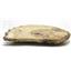 Ammonite Acanthoceras Split Polished Fossil Texas 96 MYO w/label  #16238 22o