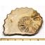 Ammonite Acanthoceras Split Polished Fossil Texas 96 MYO w/label  #16238 22o