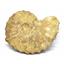 Ammonite Acanthoceras Split Polished Fossil Texas 96 MYO w/label  #16239 52o
