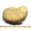 Ammonite Acanthoceras Split Polished Fossil Texas 96 MYO w/label  #16239 52o